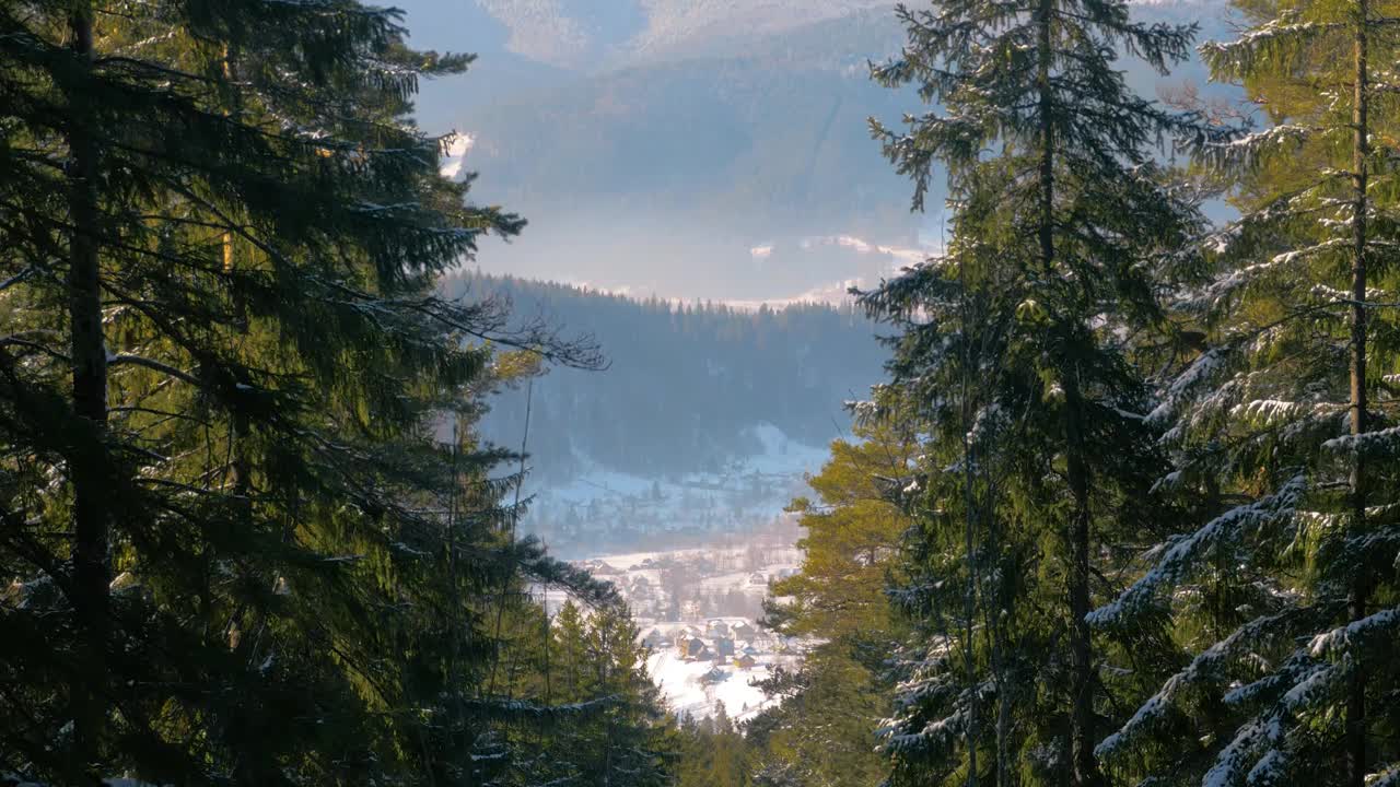 冬季景观与冰雪覆盖的森林云杉在寒冷的山脉，喀尔巴阡山脉，乌克兰自然视频素材