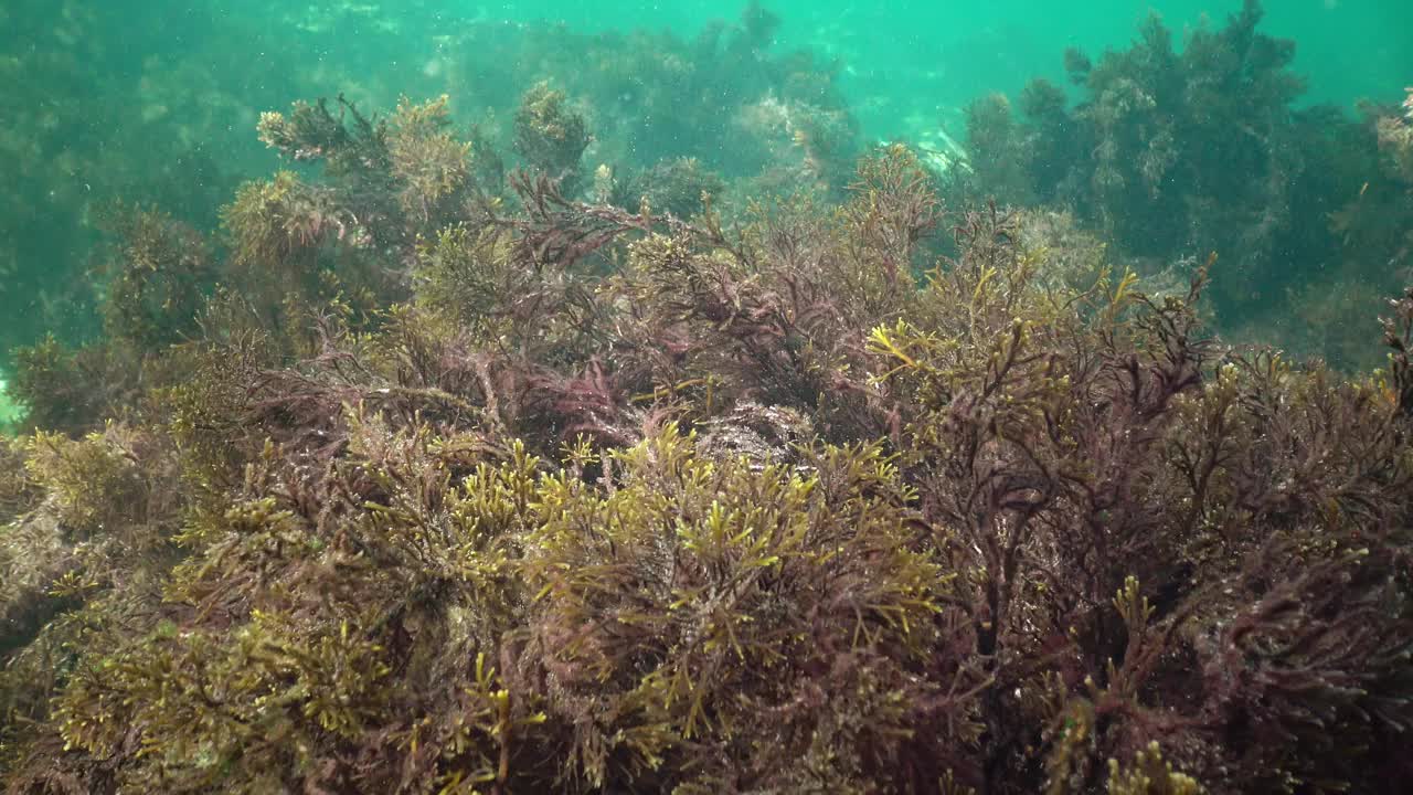 黑海的鲻鱼游过茂密的水藻视频素材