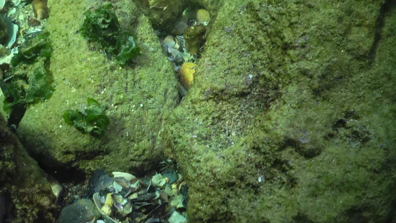 在保加利亚黑海的水下。骰子蛇(Natrix tessellata)是一种欧洲无毒的蛇，属于蛇科，蛇亚科。视频素材