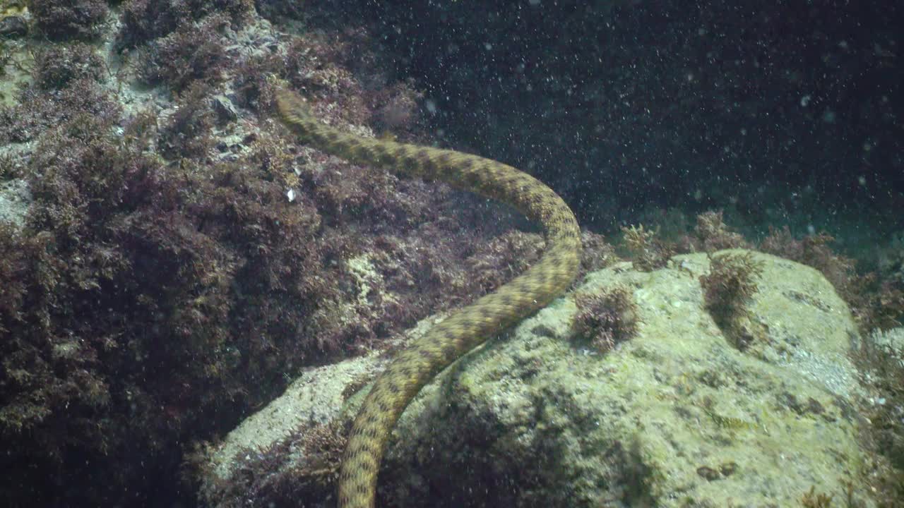 骰子蛇(Natrix tessellata)在水下捕食鱼。欧洲无毒蛇，属蛇科，蛇亚科。视频素材