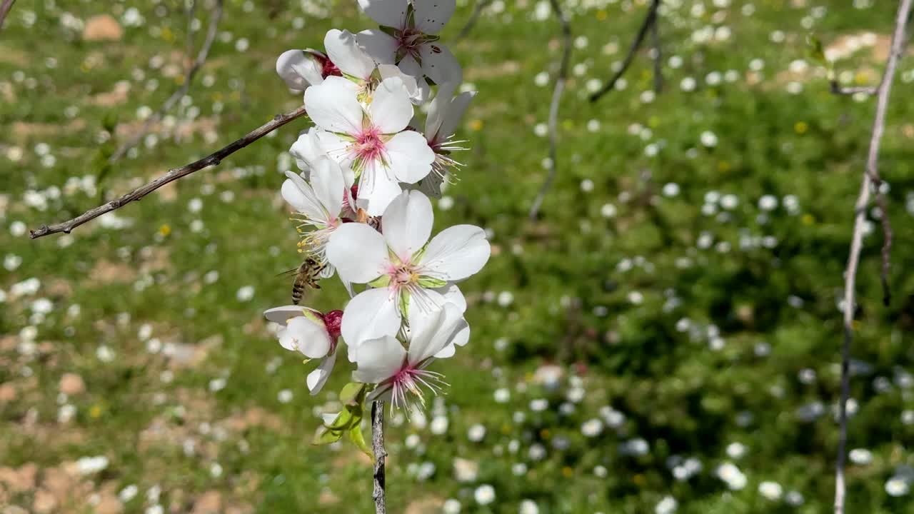 蜜蜂从白花上采集花粉，杏树，特写，春天视频素材