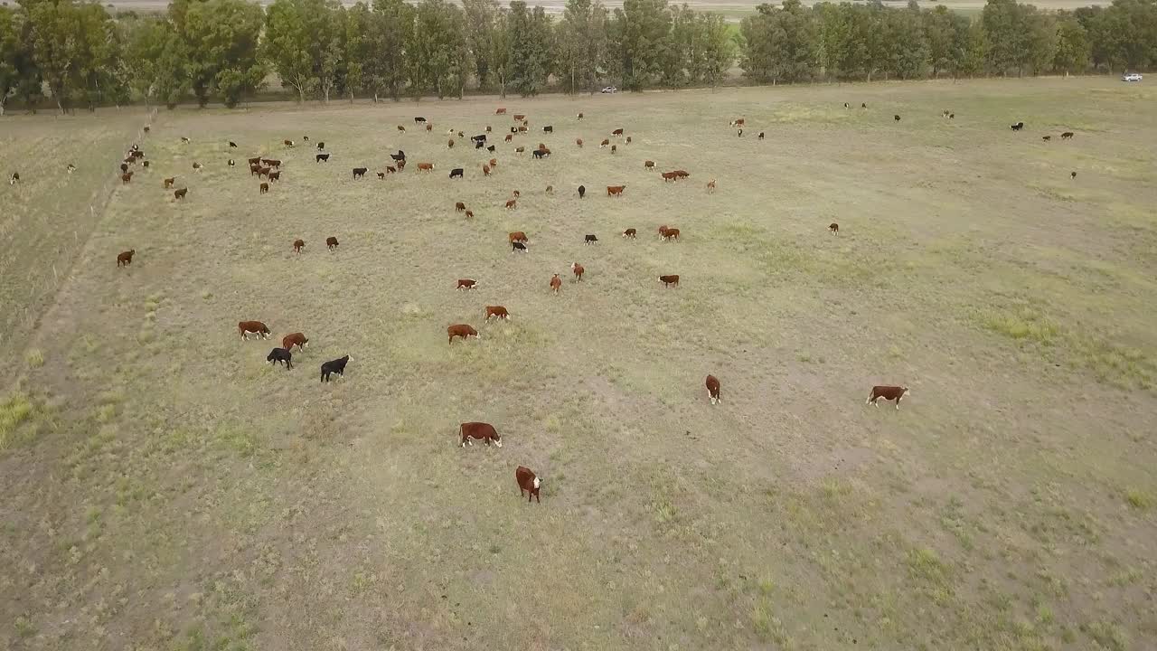 斑驳的阳光照在牧场上自由漫步的牛群上视频素材