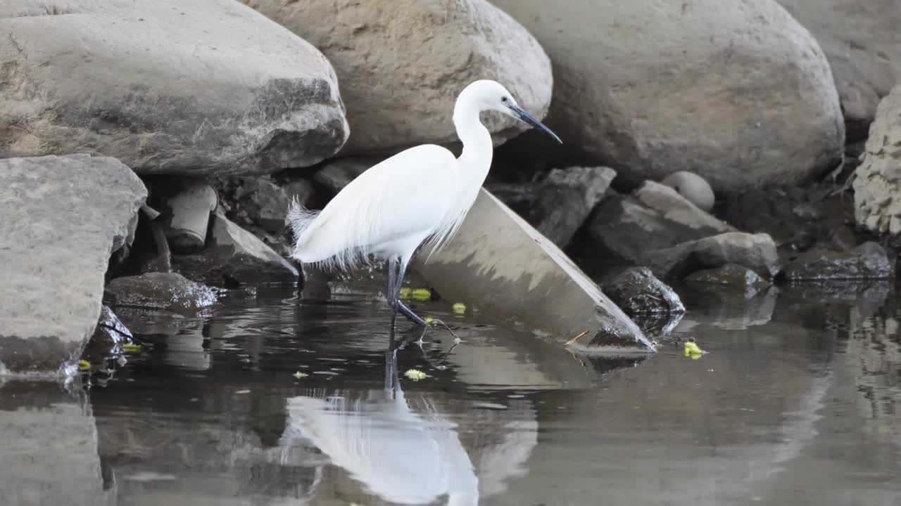 清晨，一只小白鹭(Egretta garzetta)沿着河边散步，捡起一条鱼，喝了一口水。视频下载