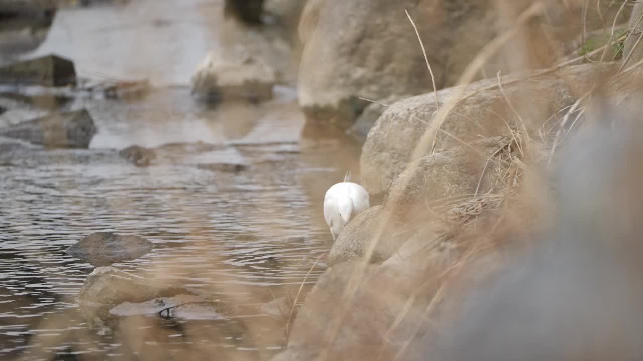 清晨，一只小白鹭(Egretta garzetta)正在河边的一块石头旁吃鱼。视频素材