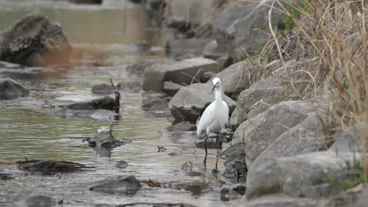 清晨，一只小白鹭(Egretta garzetta)小心翼翼地绕过河边的石头。视频素材