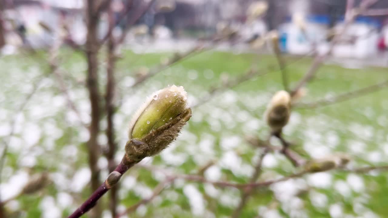 初春花蕾盛开的玉兰幼树。视频素材