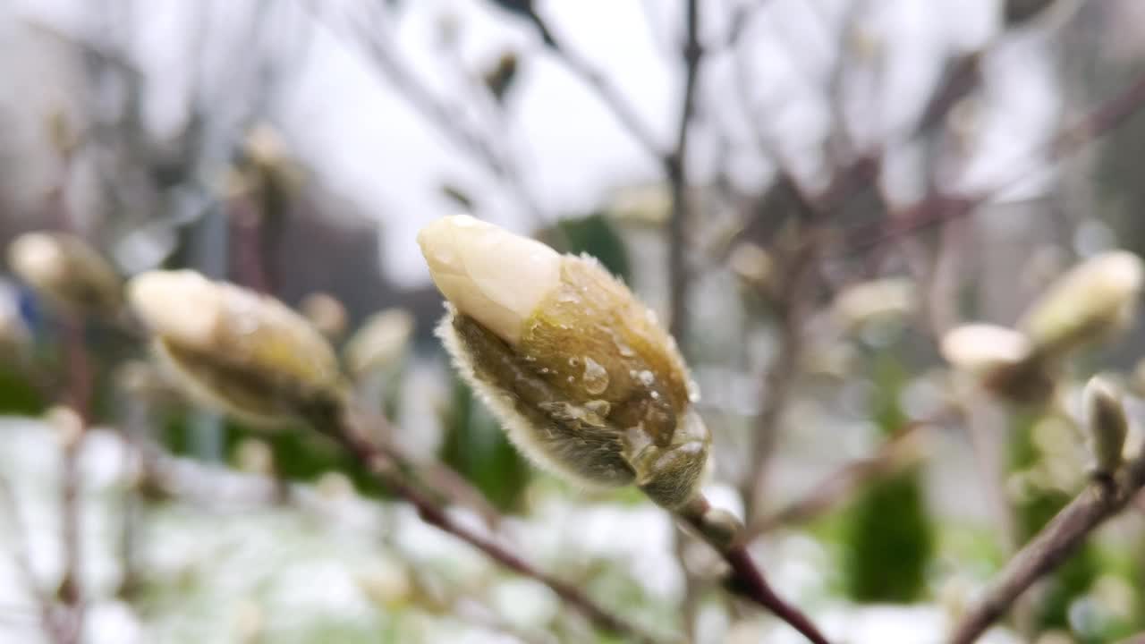 初春花蕾盛开的玉兰幼树。视频素材