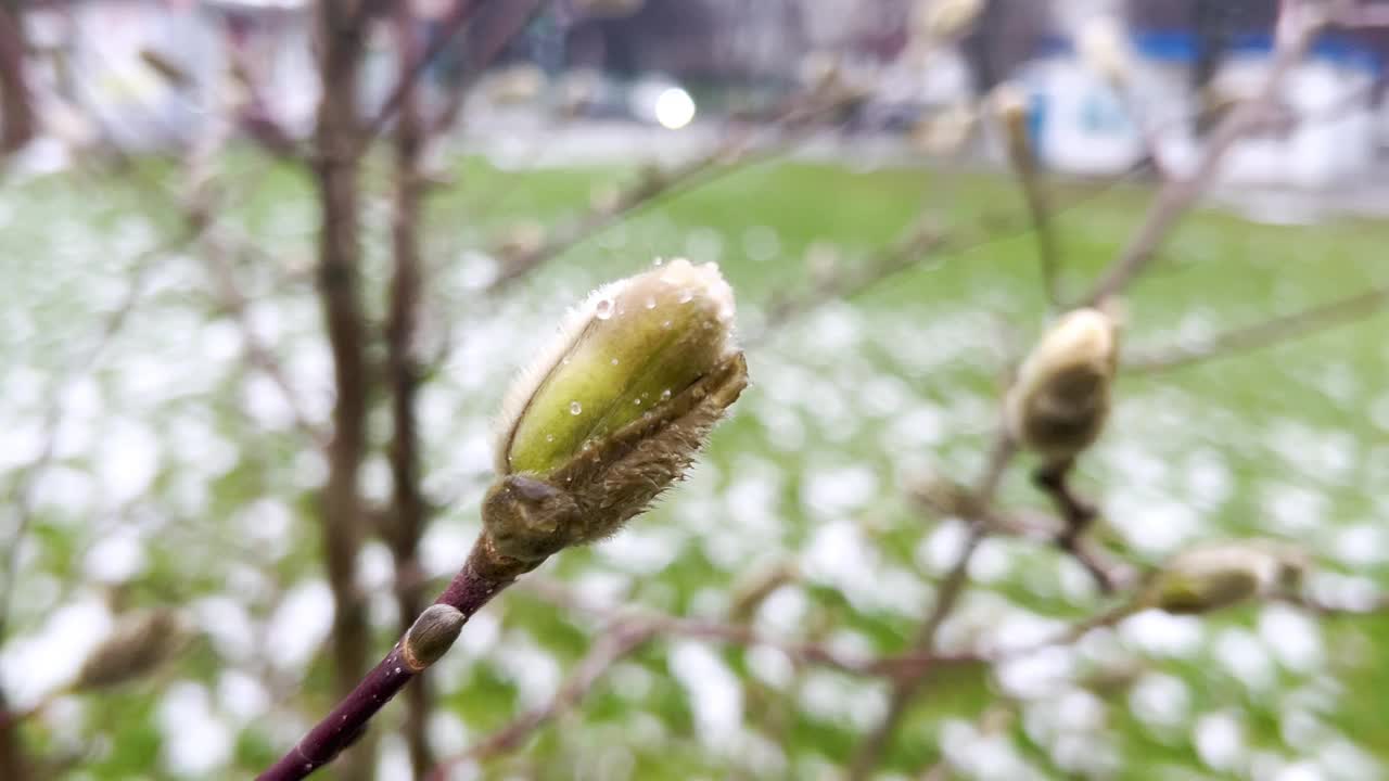 初春花蕾盛开的玉兰幼树。视频素材