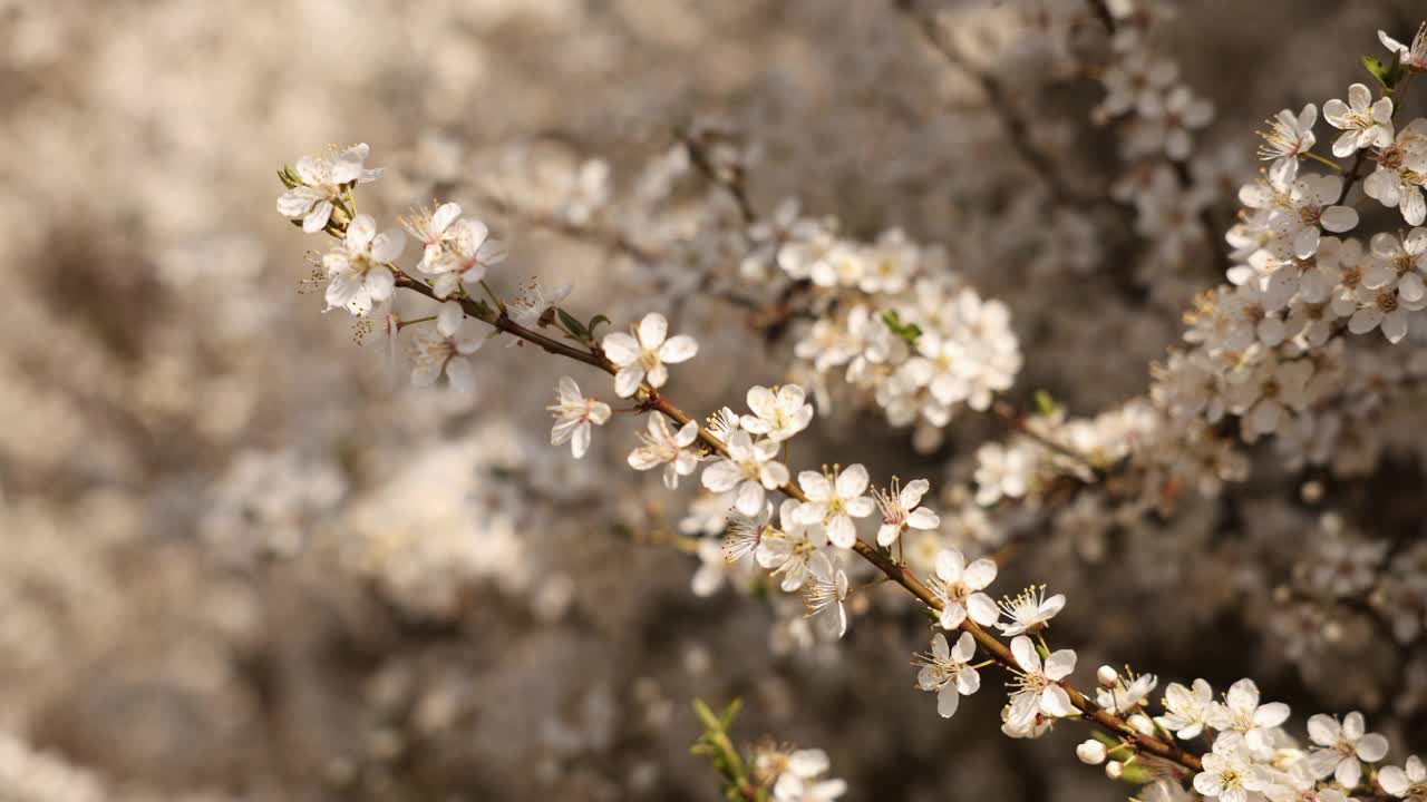 盛开的梅花树枝特写视频下载