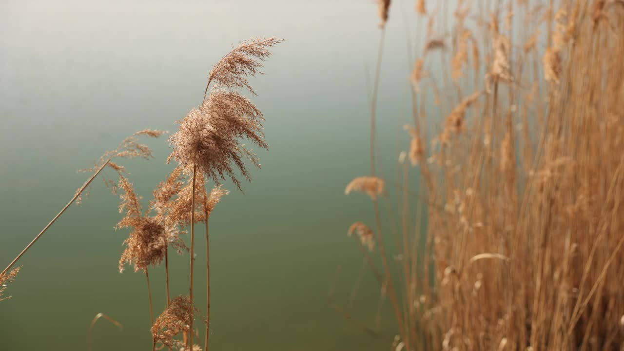 干的金芦苇草在湖视频下载