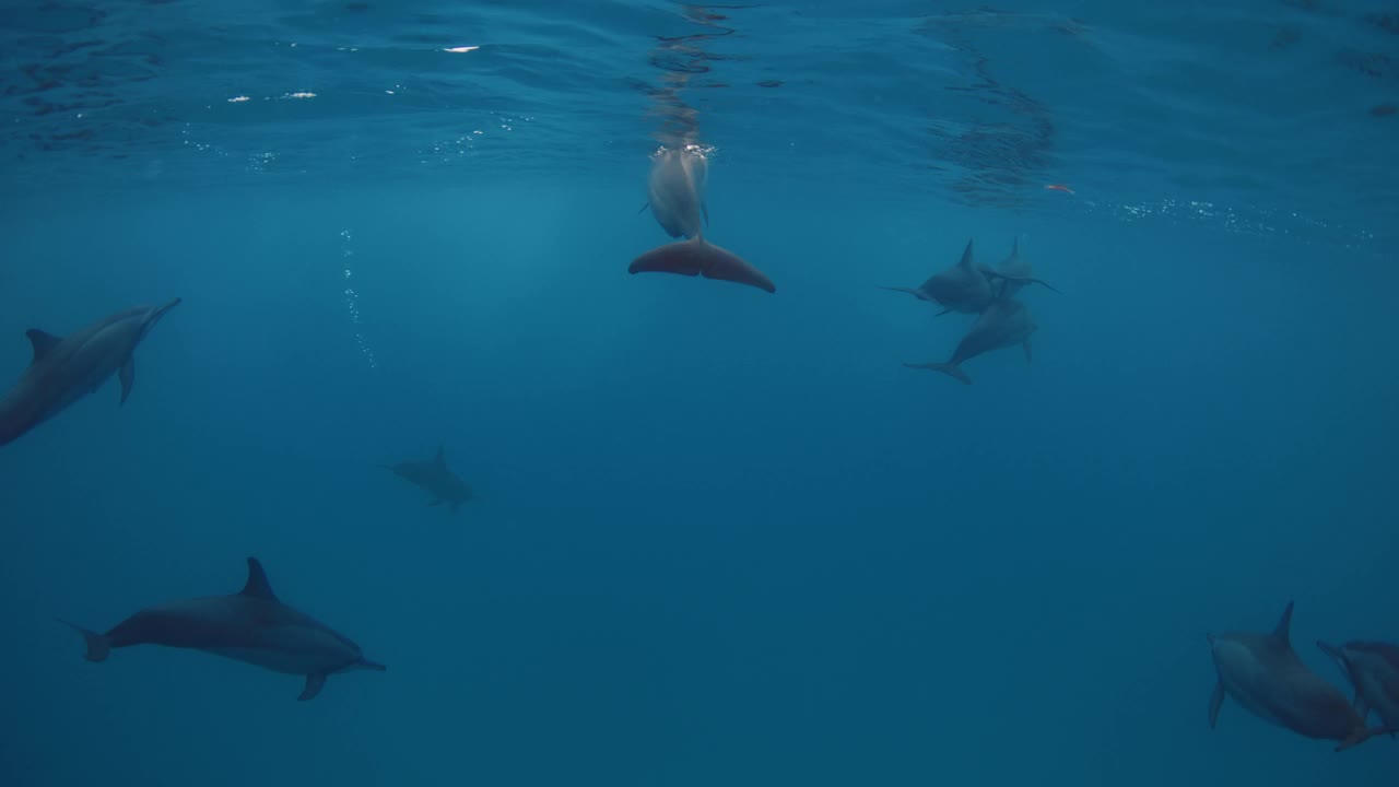 海豚在蓝色的海水中玩耍和游泳。马尔代夫的海豚家族。视频素材