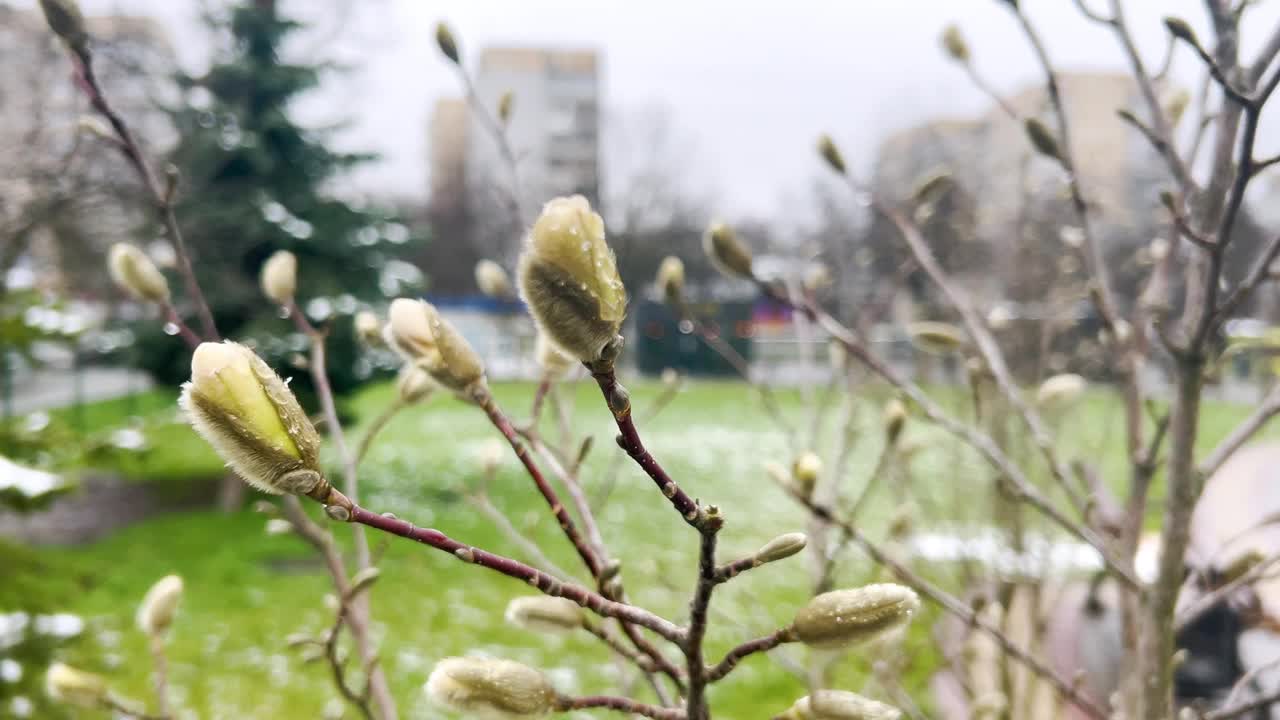 初春花蕾盛开的玉兰幼树。视频素材