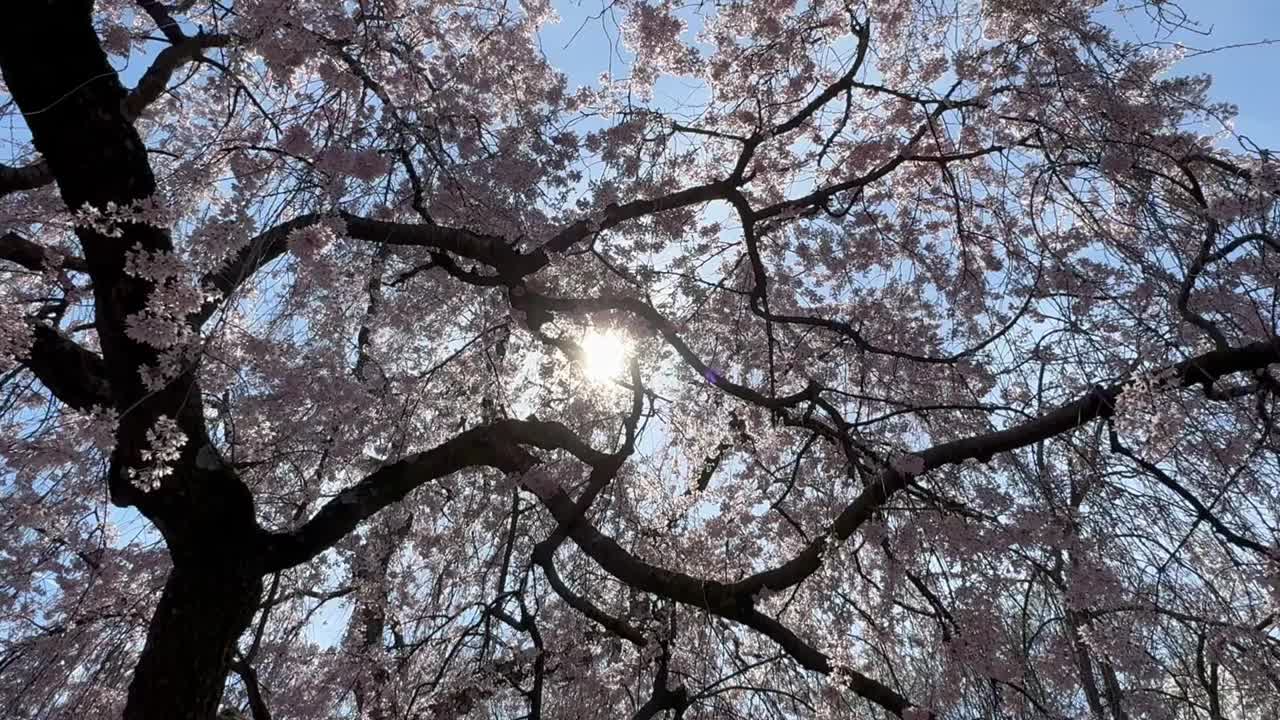 阳光透过在微风中摇曳的粉白色樱花照射在费尔蒙特公园视频下载