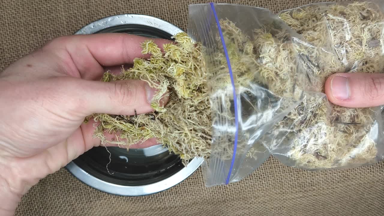 在一个空的金属水碗底部放置干苔藓藻视频下载