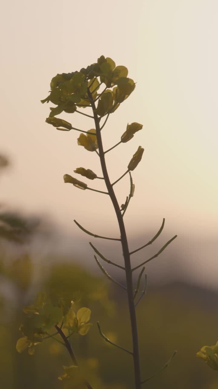 美丽的油菜花在黄昏绽放视频素材