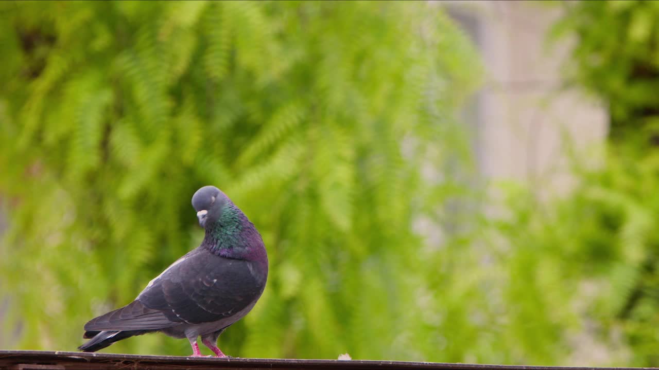 动物鸟鸽子在屋顶上视频素材