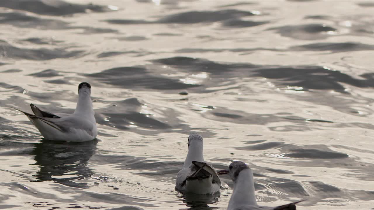 动物鸟海鸥在海水视频素材