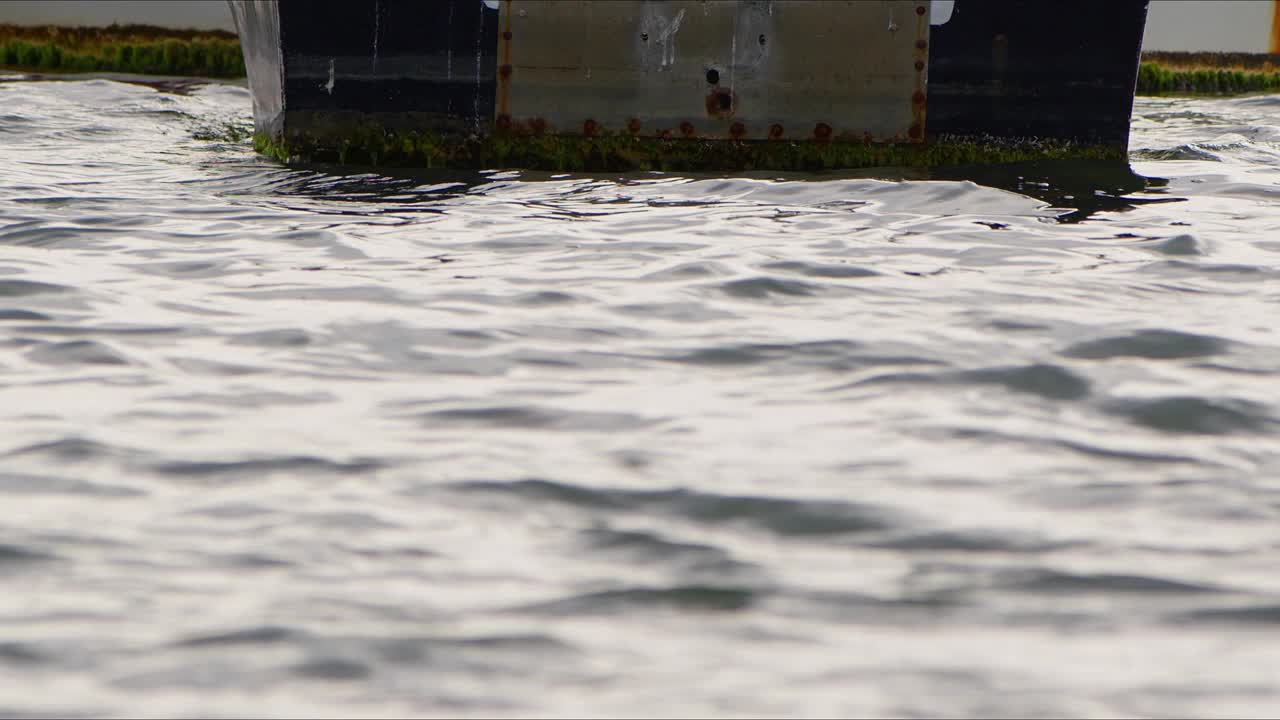 动物鸟海鸥在海水视频素材