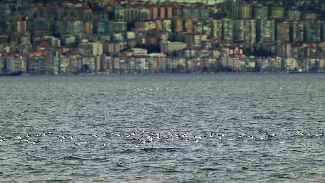 动物鸟海鸥在海水视频素材