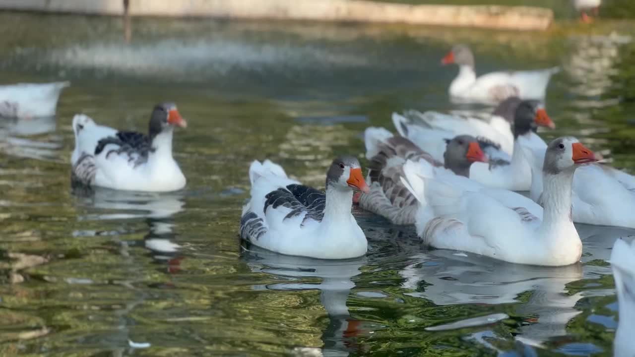 可爱的鸭子在湖里游泳视频素材