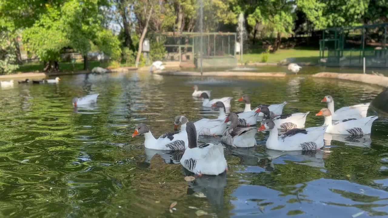 可爱的鸭子在湖里游泳视频素材