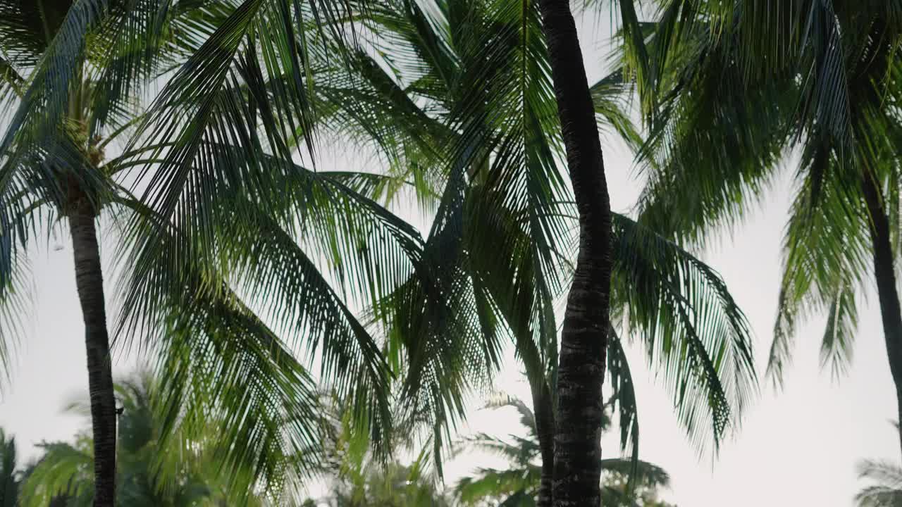 椰子树底部查看天空背景。视频素材