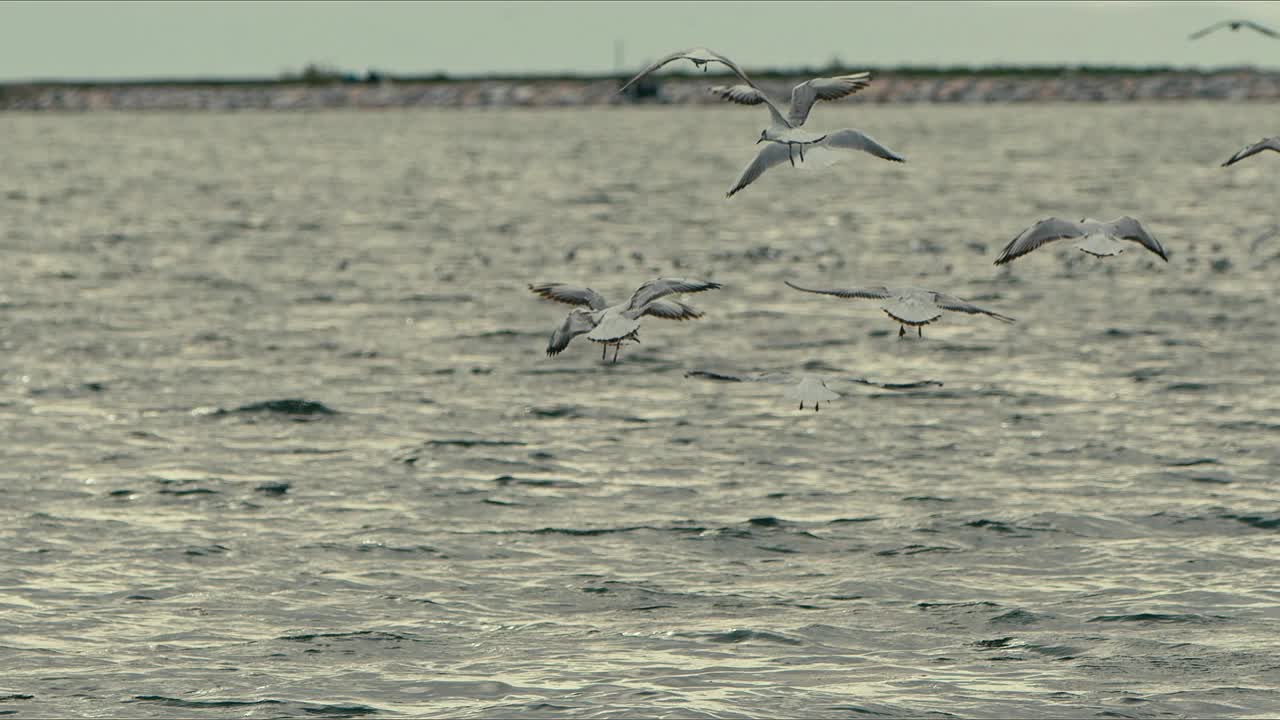 动物鸟海鸥在海水视频素材