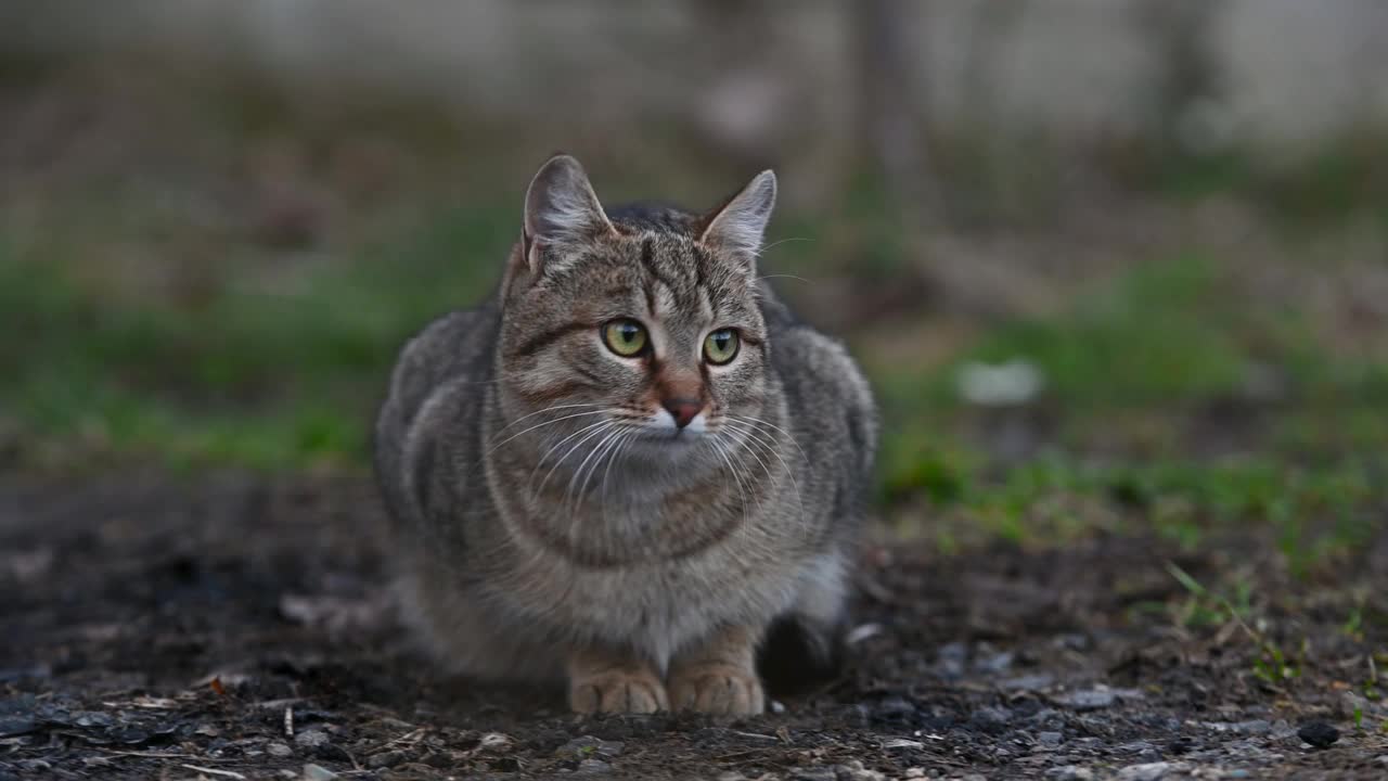 可爱的条纹猫的肖像，美丽的眼睛坐在户外。视频下载