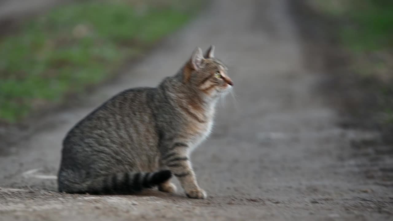 可爱的条纹猫在户外的肖像。视频素材