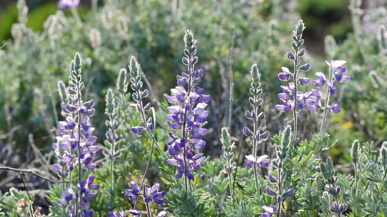 银羽扇豆属(Lupinus argenteus)，美丽的豌豆状蓝色野花盛开视频素材