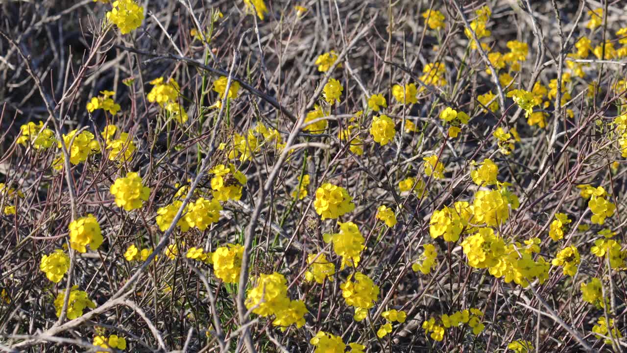 西部壁花(Erysimum capitatum)，鲜艳的黄色野花，盛开在沙漠地区。视频下载