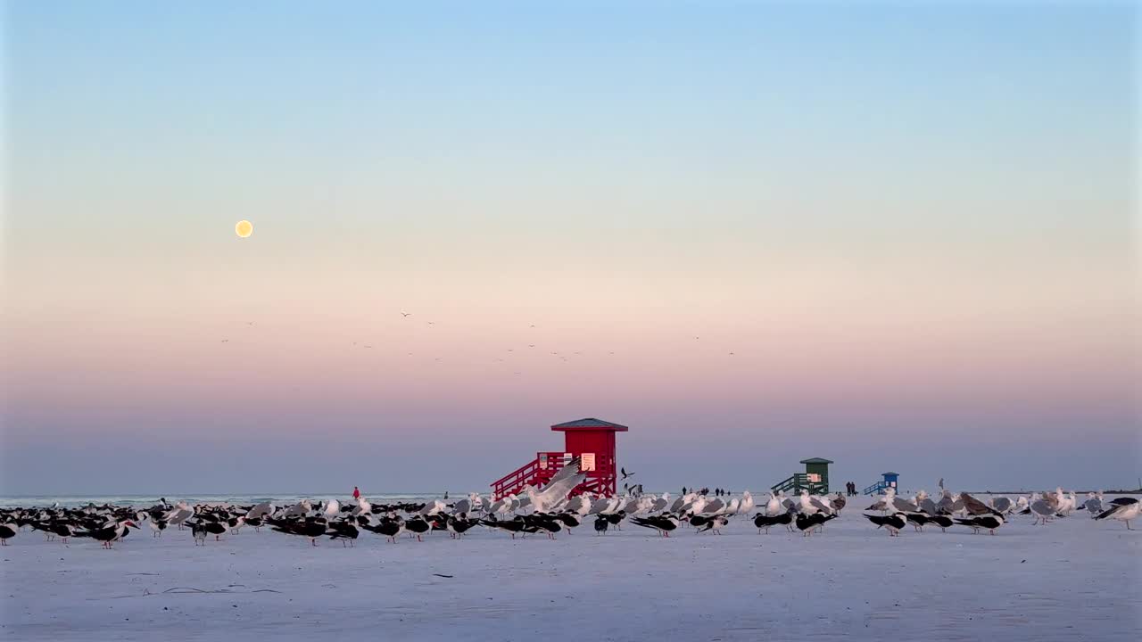 清晨，热带海滩上的人们和海鸥视频素材