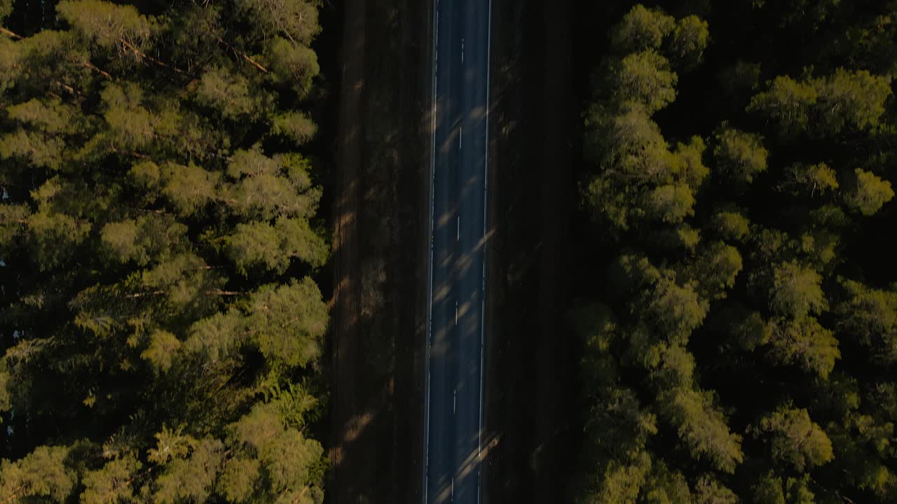 宁静的森林道路:卡车在绿色的高速公路上驶过视频素材