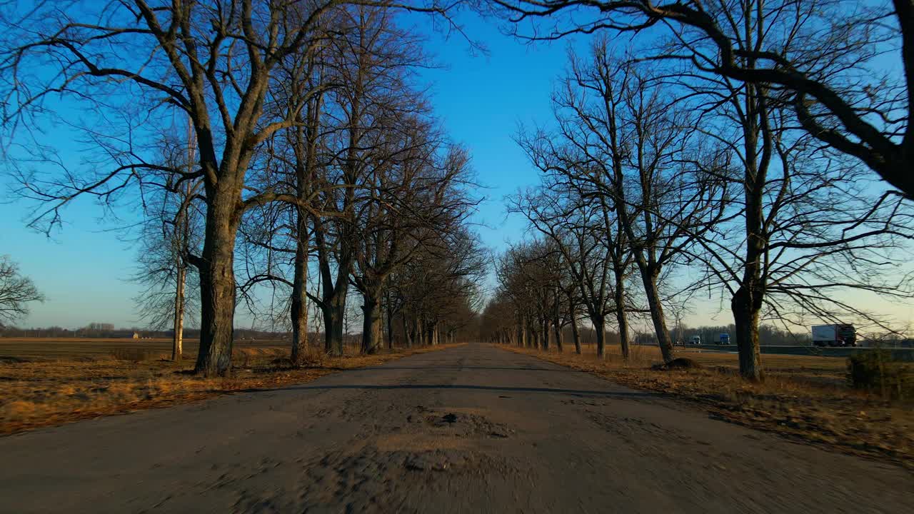 树木排列在道路两旁，在自然景观中伸向天空视频素材