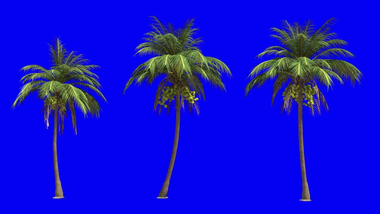 Coconut_Palm_Tree_Looping_A_On_Blue_Screen视频下载