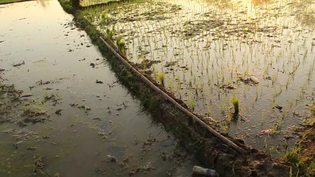 饱经水涝的稻田视频下载