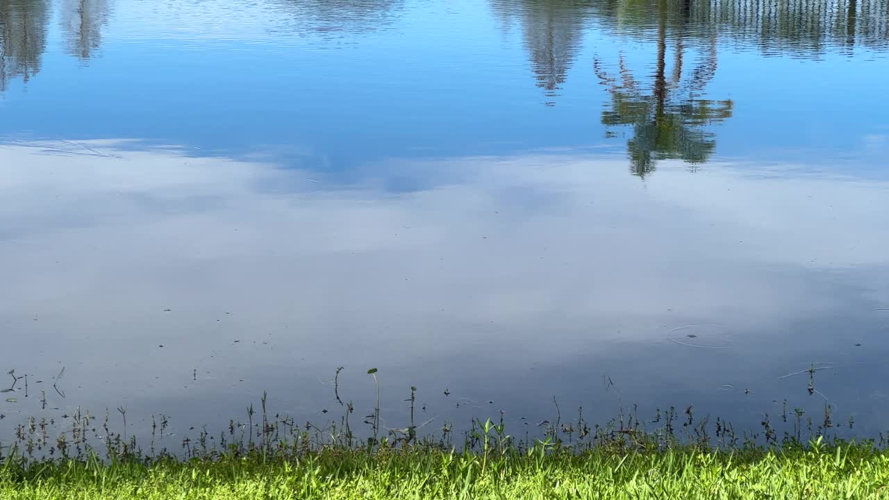 美丽的水鸟白鹭在湖边狩猎视频素材