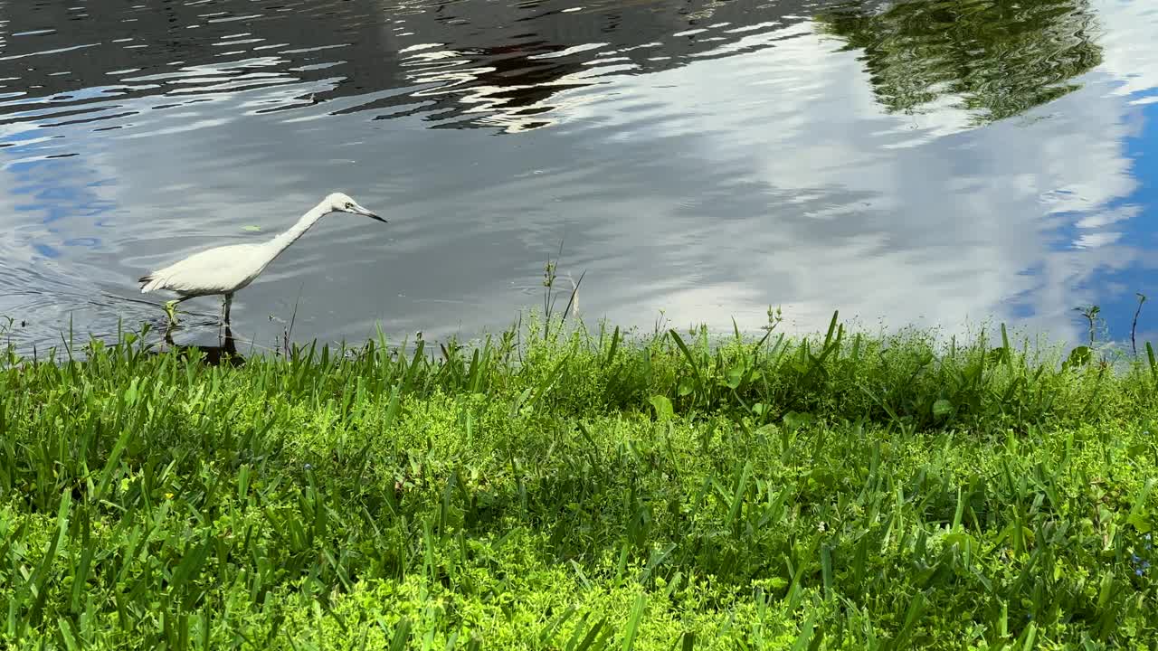 美丽的水鸟白鹭在湖边狩猎视频素材