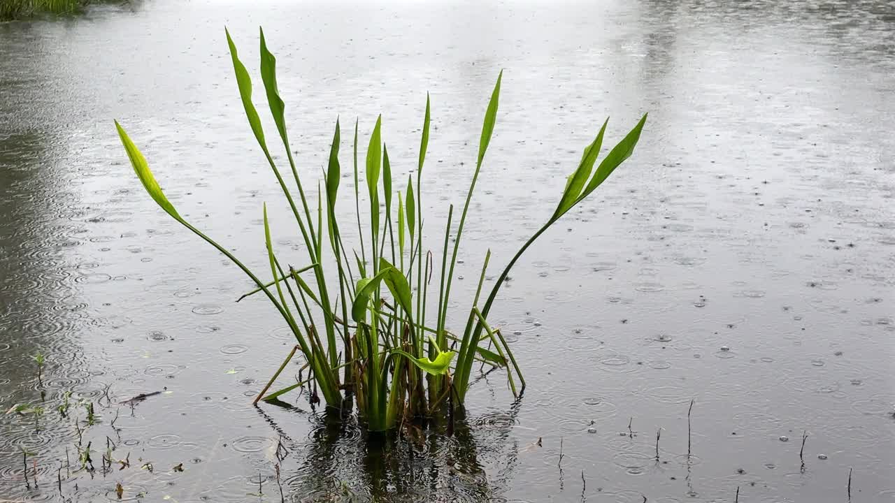 雨滴落在平静的湖面上视频素材