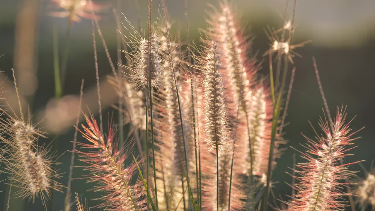 美丽的草花在早晨的阳光下闪闪发光视频素材