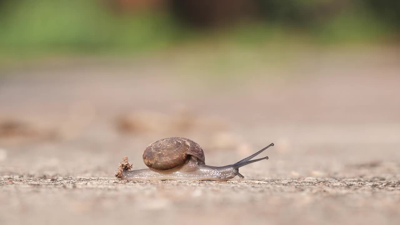 蜗牛爬行视频素材