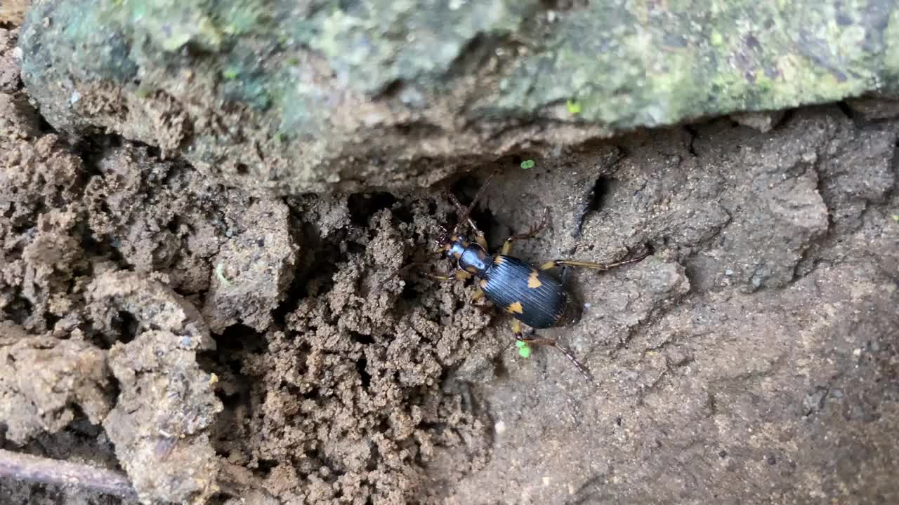 庞巴迪甲虫试图躲在土里。地甲虫科视频素材