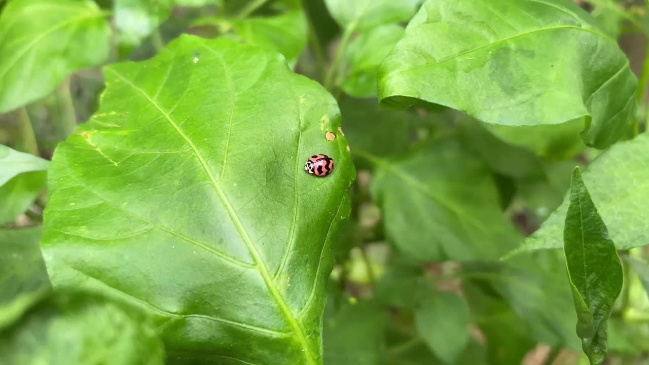 瓢虫。六斑之字形瓢虫在叶子上爬行。被称为捕食者甲虫蚜虫视频素材