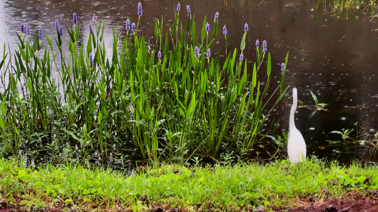 美丽的水鸟白鹭在湖边狩猎视频下载