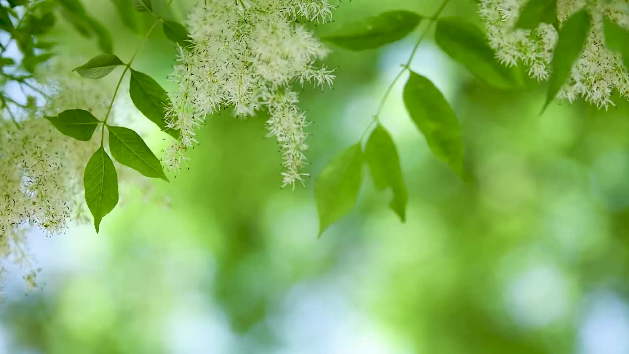 绿叶，树枝在阳光下。背景模糊视频下载