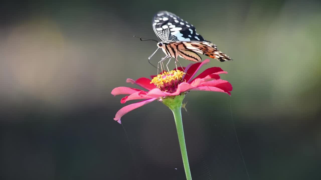 蝴蝶授粉视频下载