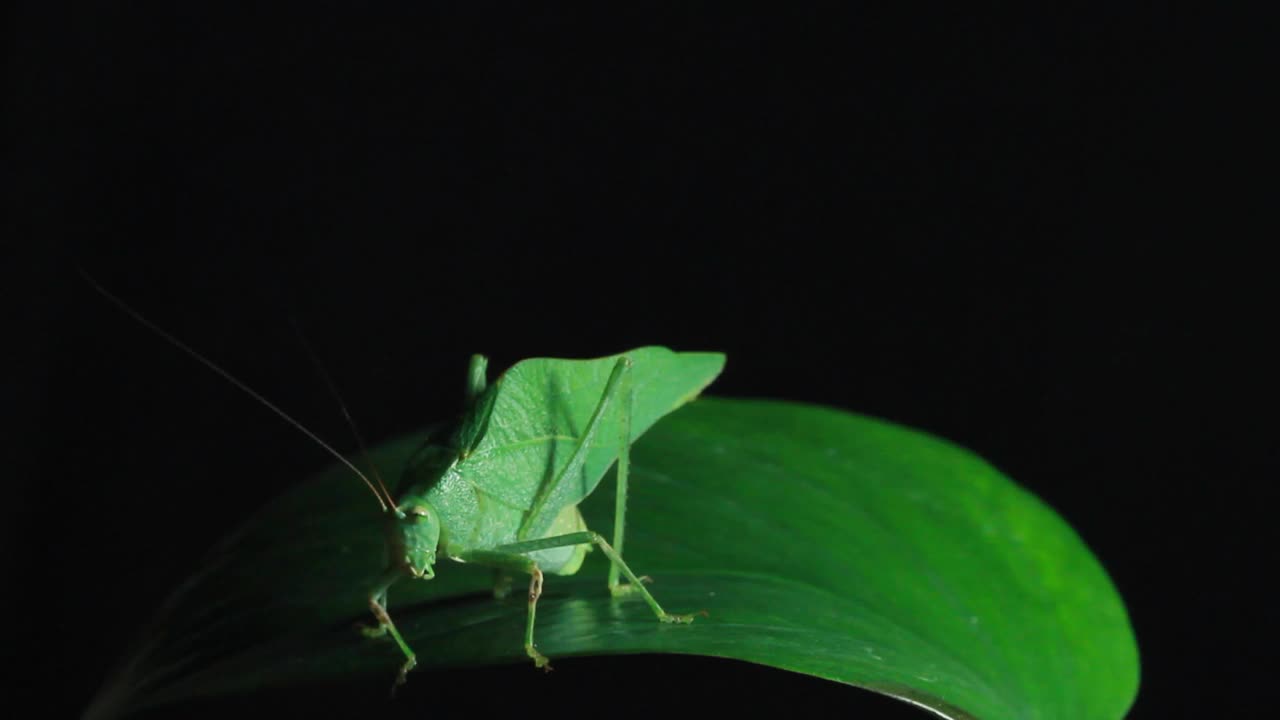 大绿灌木蟋蟀、蚱蜢、蟋蟀和蝈蝈(直翅目)视频素材