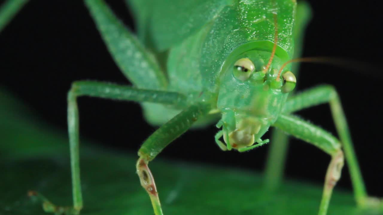 大绿灌木蟋蟀、蚱蜢、蟋蟀和蝈蝈(直翅目)视频素材