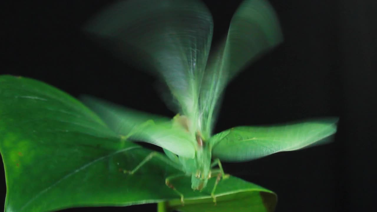 大绿灌木蟋蟀、蚱蜢、蟋蟀和蝈蝈(直翅目)视频素材