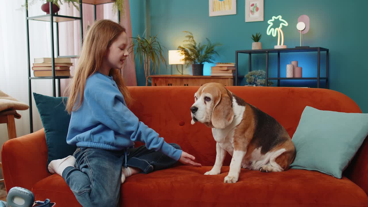 小女孩在家里房间的沙发上教可爱的小猎犬耍把戏，训练它和宠物玩耍视频素材